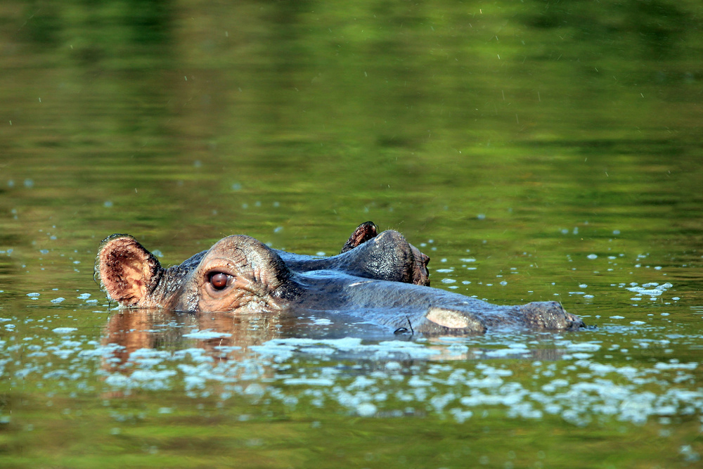 hippos in waters of lake mburo